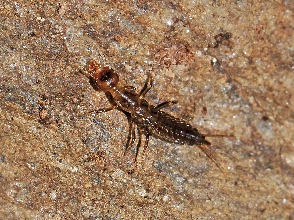 Leistus quale? L. ferrugineus